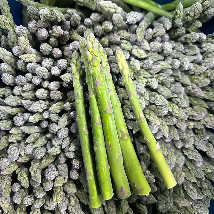 Kua Kowhiria Te Asparagus Kakariki Whakatio mo te Ratonga Kai riterite me te Tukunga Kai