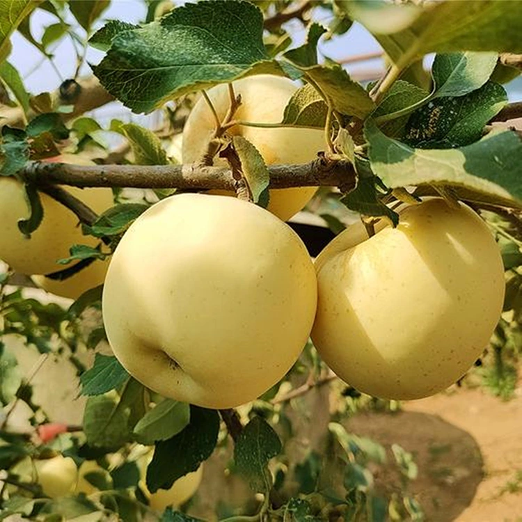 Nga Aporo reka koura hou