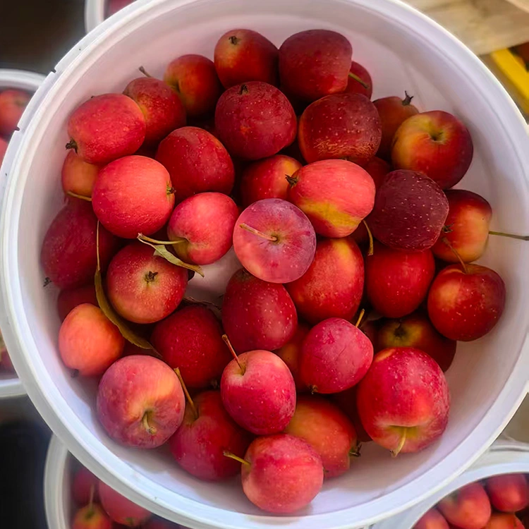 Aporo Cherry Hainamana hou-Koeke teitei