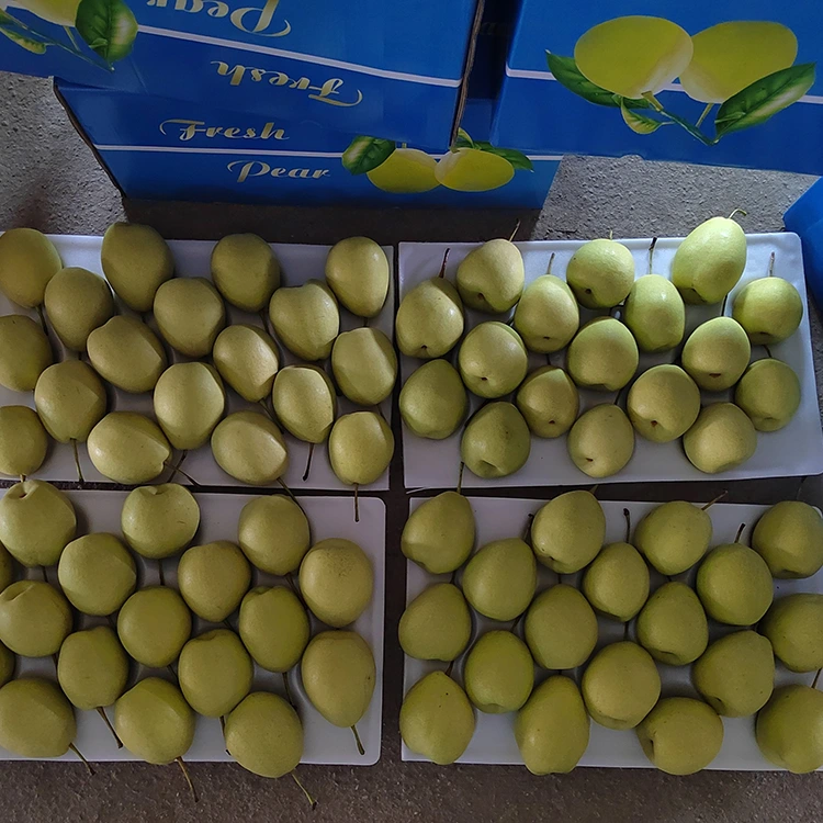 Ko nga Pears Shandong tino reka