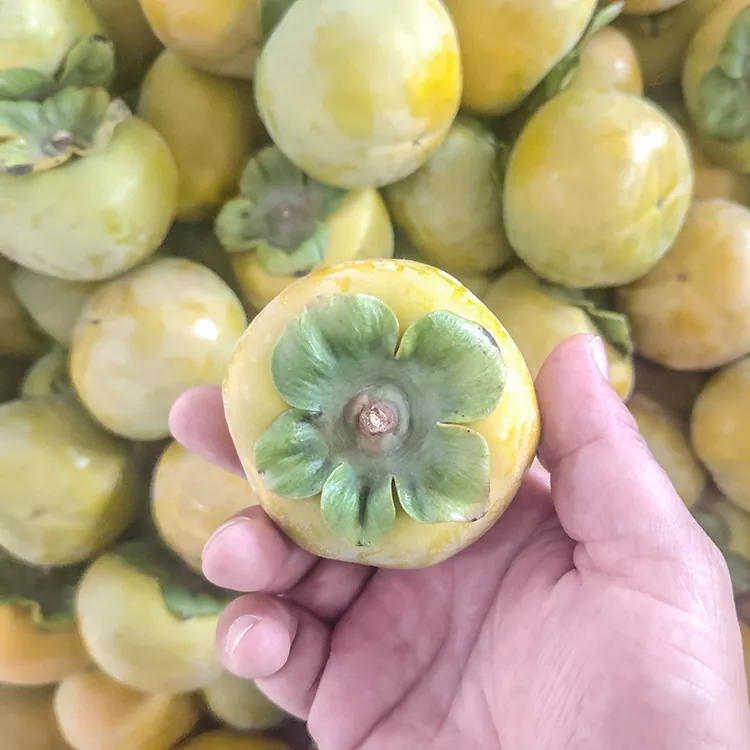 Premium hou Crisp Persimmon