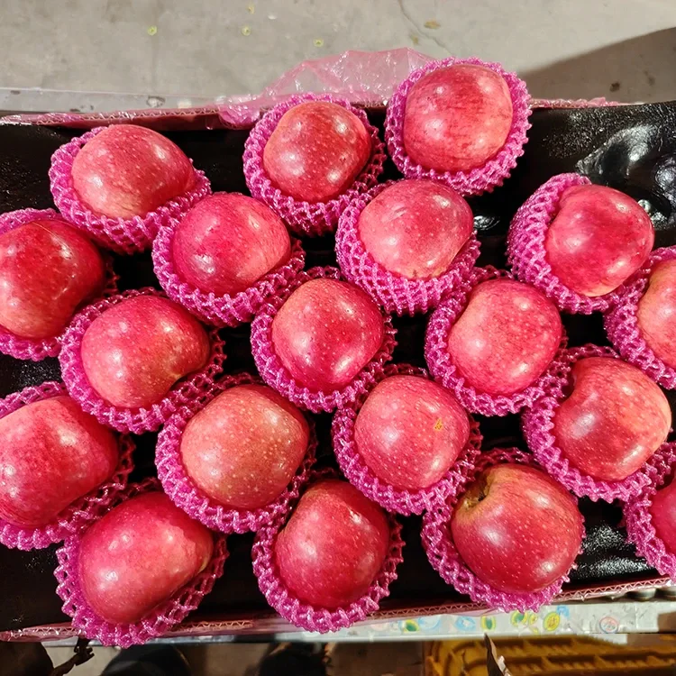 Nga Aporo Jiguan Hou Nui