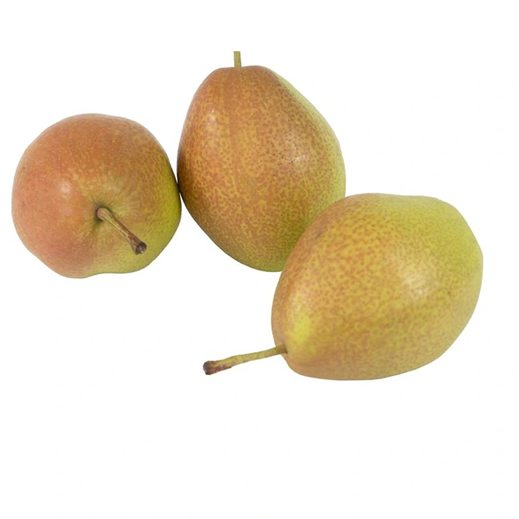 Kounga teitei Pears Hongxiangsu hou