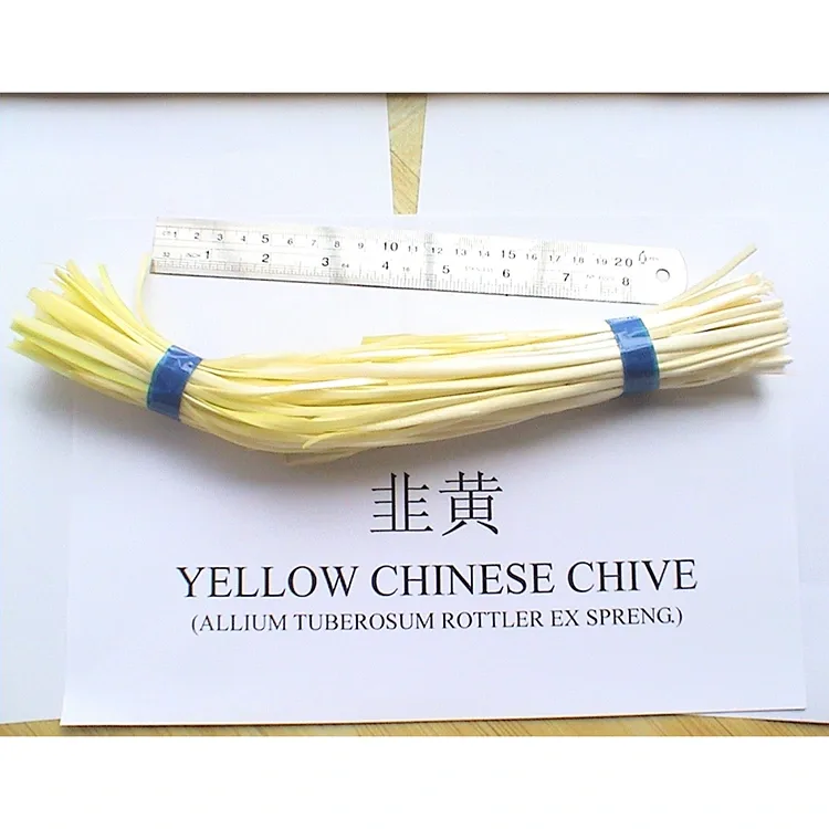 Chives Kowhai ngawari